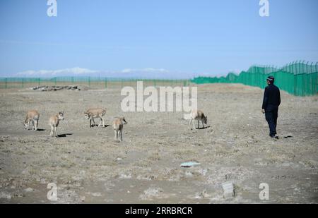 211004 -- HOH XIL, 4 ottobre 2021 -- foto scattata il 28 settembre 2021 mostra le antilopi tibetane in un centro di salvataggio della fauna selvatica della stazione di protezione Sonam Dargye a Hoh Xil, nella provincia del Qinghai della Cina nord-occidentale. Negli ultimi anni, la riserva naturale nazionale di Hoh Xil, patrimonio dell'umanità nella provincia del Qinghai della Cina nord-occidentale, ha continuamente rafforzato la sua protezione, limitando efficacemente il bracconaggio delle antilopi tibetane. La popolazione di antilopi tibetani nella riserva è aumentata da meno di 20.000 a più di 70.000, e la grande migrazione di antilopi tibetani riappare nel Qinghai-Tibet Foto Stock