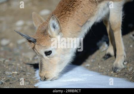 211004 -- HOH XIL, 4 ottobre 2021 -- foto scattata il 28 settembre 2021 mostra un'antilope tibetana in un centro di salvataggio della fauna selvatica della stazione di protezione Sonam Dargye a Hoh Xil, nella provincia del Qinghai della Cina nord-occidentale. Negli ultimi anni, la riserva naturale nazionale di Hoh Xil, patrimonio dell'umanità nella provincia del Qinghai della Cina nord-occidentale, ha continuamente rafforzato la sua protezione, limitando efficacemente il bracconaggio delle antilopi tibetane. La popolazione di antilopi tibetani nella riserva è aumentata da meno di 20.000 a più di 70.000, e la grande migrazione di antilopi tibetani riappare nel Qinghai-Tibet Foto Stock