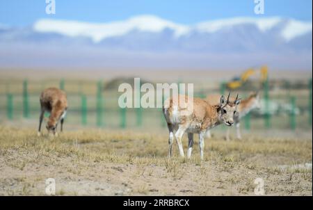 211004 -- HOH XIL, 4 ottobre 2021 -- foto scattata il 28 settembre 2021 mostra le antilopi tibetane in un centro di salvataggio della fauna selvatica della stazione di protezione Sonam Dargye a Hoh Xil, nella provincia del Qinghai della Cina nord-occidentale. Negli ultimi anni, la riserva naturale nazionale di Hoh Xil, patrimonio dell'umanità nella provincia del Qinghai della Cina nord-occidentale, ha continuamente rafforzato la sua protezione, limitando efficacemente il bracconaggio delle antilopi tibetane. La popolazione di antilopi tibetani nella riserva è aumentata da meno di 20.000 a più di 70.000, e la grande migrazione di antilopi tibetani riappare nel Qinghai-Tibet Foto Stock