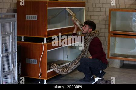 211005 -- RAMALLAH, 5 ottobre 2021 -- il palestinese Mohammed Nassri tiene un serpente nella sua casa, nel villaggio di Bir Nabala a sud della città di Ramallah, 29 settembre 2021. ANDARE CON: Caratteristica: Giovane palestinese fa vivere da serpenti giganti e pericolosi foto di /Xinhua MIDEAST-RAMALLAH-SNAKES AymanxNobani PUBLICATIONxNOTxINxCHN Foto Stock