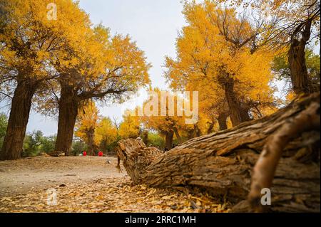 211013 -- ARAXAN, 13 ottobre 2021 -- foto scattata il 13 ottobre 2021 mostra lo scenario autunnale del pioppo del deserto populus euphratica Forest in Ejina Banner, regione autonoma della Mongolia interna della Cina settentrionale. CINA-MONGOLIA-DESERTO PIOPPO-PAESAGGIO CN LIUXLEI PUBLICATIONXNOTXINXCHN Foto Stock