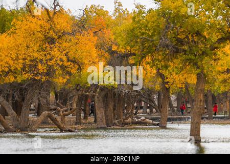 211013 -- ARAXAN, 13 ottobre 2021 -- foto scattata il 13 ottobre 2021 mostra lo scenario autunnale del pioppo del deserto populus euphratica Forest in Ejina Banner, regione autonoma della Mongolia interna della Cina settentrionale. CINA-MONGOLIA-DESERTO PIOPPO-PAESAGGIO CN LIUXLEI PUBLICATIONXNOTXINXCHN Foto Stock