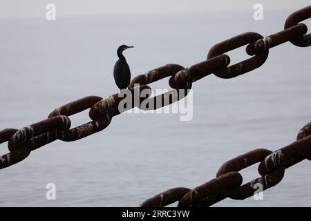 Le Croisic, Francia. 7 settembre 2023. Uccelli nel sito di sperimentazione SEM-Rev al largo di le Croisic, Francia occidentale, il 7 settembre 2023. Foto di Raphael Lafargue/ABACAPRESS.COM Credit: Abaca Press/Alamy Live News Foto Stock