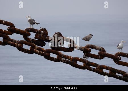 Le Croisic, Francia. 7 settembre 2023. Uccelli nel sito di sperimentazione SEM-Rev al largo di le Croisic, Francia occidentale, il 7 settembre 2023. Foto di Raphael Lafargue/ABACAPRESS.COM Credit: Abaca Press/Alamy Live News Foto Stock
