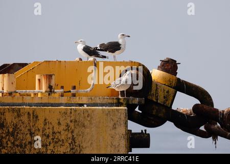Le Croisic, Francia. 7 settembre 2023. Uccelli nel sito di sperimentazione SEM-Rev al largo di le Croisic, Francia occidentale, il 7 settembre 2023. Foto di Raphael Lafargue/ABACAPRESS.COM Credit: Abaca Press/Alamy Live News Foto Stock