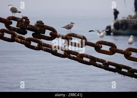 Le Croisic, Francia. 7 settembre 2023. Uccelli nel sito di sperimentazione SEM-Rev al largo di le Croisic, Francia occidentale, il 7 settembre 2023. Foto di Raphael Lafargue/ABACAPRESS.COM Credit: Abaca Press/Alamy Live News Foto Stock