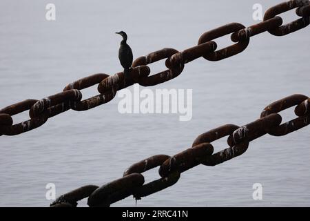 Le Croisic, Francia. 7 settembre 2023. Uccelli nel sito di sperimentazione SEM-Rev al largo di le Croisic, Francia occidentale, il 7 settembre 2023. Foto di Raphael Lafargue/ABACAPRESS.COM Credit: Abaca Press/Alamy Live News Foto Stock