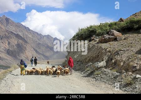 Pastori di pecore al passo Shandur nel nord del Pakistan Foto Stock