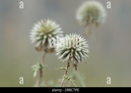 Tre cardo Echinops sphaerocephalus con bokeh pronunciato Foto Stock