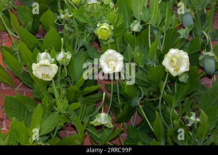 Cobaea scandens f.alba (vite con tazza e piattino) è originaria del centro e del Sud America tropicale. Oggi è ampiamente coltivato per i suoi fiori ornamentali. Foto Stock