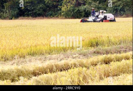 211028 -- ZHENJIANG, 28 ottobre 2021 -- foto scattata il 28 ottobre 2021 mostra un agricoltore che opera una mietitrice su un campo di riso nella città di Jurong, provincia di Jiangsu. Foto di /Xinhua CHINA-JIANGSU-ZHENJIANG-HARVEST RICECN ZhongxXueman PUBLICATIONxNOTxINxCHN Foto Stock