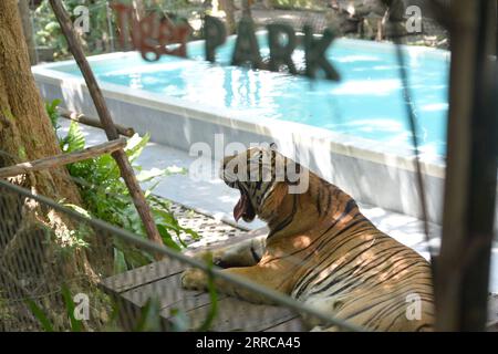 211028 -- CHONBURI, 28 ottobre 2021 -- Una tigre è vista al Tiger Park a Pattaya, provincia di Chonburi, Thailandia, 27 ottobre 2021. THAILAND-CHONBURI-PATTAYA-TIGER PARK RachenxSageamsak PUBLICATIONxNOTxINxCHN Foto Stock