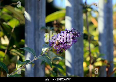 Ape on Buddleia Flower, Barry Island settembre 2023 Foto Stock