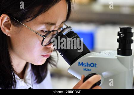 211030 -- GUANGZHOU, 30 ottobre 2021 -- Yu Yali, ricercatore assistente presso l'Istituto di Zoologia, Guangdong Academy of Sciences, osserva con microscopio il campione di una nuova specie scoperta a Haizhu Wetland a Guangzhou, nella provincia del Guangdong della Cina meridionale, 25 ottobre 2021. Un gruppo di ricerca guidato da Yang Xingke dell'Istituto di Zoologia, Guangdong Academy of Sciences, scoprì una nuova specie del genere Sphenoraia Clark, 1836 a Haizhu Wetland e la chiamò Sphenoraia Sphenoraioides haizhuensis Yang, 2021. Lo studio è stato pubblicato sulla rivista Entomotaxonomia. La zona umida di Haizhu, cov Foto Stock