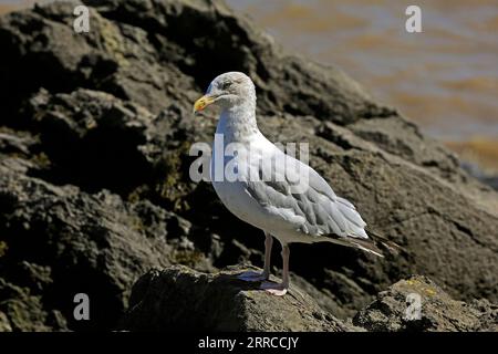 Giovane gabbiano aringhe in piedi sulle rocce costiere, 2023. Foto Stock