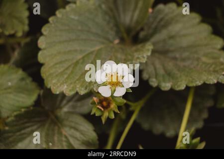 primo piano dei fiori di fragola Foto Stock