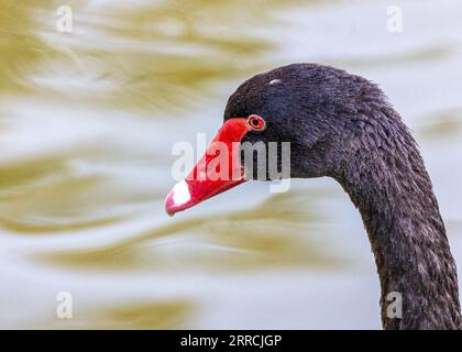 Il Cigno Nero (Cygnus atratus) è un suggestivo uccello d'acqua originario  dell'Australia. Il piumaggio di ebano e la presenza graziosa catturano gli  spettatori di tutto il mondo Foto stock - Alamy