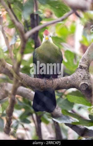 Il Turaco Crested Rosso, originario dell'Africa, mostra la sua splendida corona cremisi tra lussureggianti piante verdi. Foto Stock