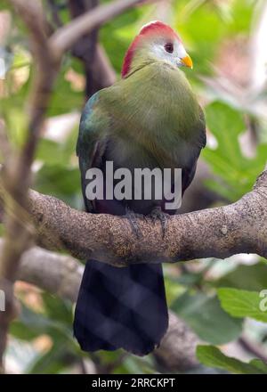 Il Turaco Crested Rosso, originario dell'Africa, mostra la sua splendida corona cremisi tra lussureggianti piante verdi. Foto Stock