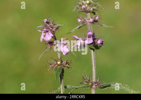 Closeup fiori rosso-violaceo di alunga palustre, ortica di siepe (Stachys palustris) famiglia Lamiaceae. Fine estate, Paesi Bassi, settembre. Foto Stock