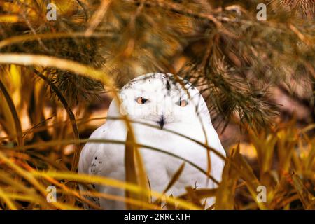 Il gufo innevato, scientificamente conosciuto come Bubo scandiacus, è un magnifico uccello preda originario delle regioni artiche. Con il suo sorprendente piumaggio bianco Foto Stock