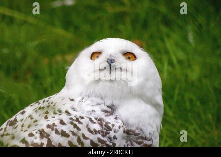 Il gufo innevato, scientificamente conosciuto come Bubo scandiacus, è un magnifico uccello originario delle regioni artiche. Con il suo suggestivo piumaggio bianco e pierci Foto Stock