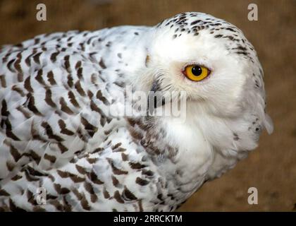 Il gufo innevato, scientificamente conosciuto come Bubo scandiacus, è un magnifico uccello preda originario delle regioni artiche. Con il suo sorprendente piumaggio bianco Foto Stock