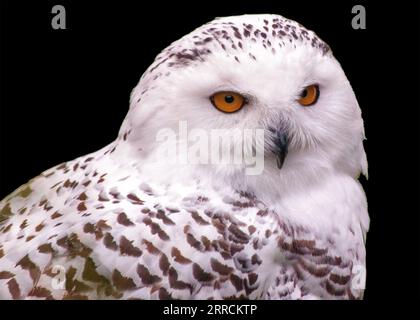 Il gufo innevato, scientificamente conosciuto come Bubo scandiacus, è un magnifico uccello originario delle regioni artiche. Con il suo suggestivo piumaggio bianco e pierci Foto Stock