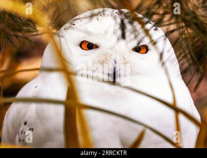 Il gufo innevato, scientificamente conosciuto come Bubo scandiacus, è un magnifico uccello preda originario delle regioni artiche. Con il suo sorprendente piumaggio bianco Foto Stock