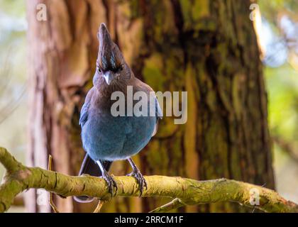 Steller's Jay, originario del Nord America occidentale, è un uccello suggestivo noto per il suo piumaggio blu profondo e la caratteristica cresta nera. Questo captu fotografico stock Foto Stock