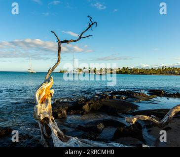 Driftwood sulla riva di Anaeho'omalu Bay, Hawaii Island, Hawaii, USA Foto Stock