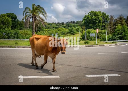 Mucca marrone che cammina lungo la strada rotonda con palme sullo sfondo Foto Stock