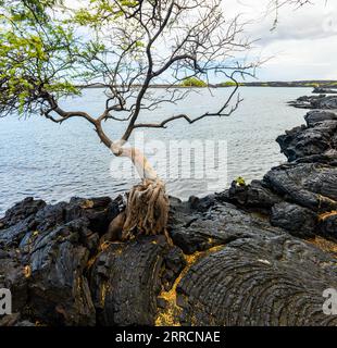 Kiawe Tree Growing in Lava Field, sulla riva di Kiholo Bay Lagoon, Hawaii Island, Hawaii, USA Foto Stock