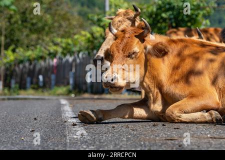 Mucca sdraiata su strada asfaltata con molte mosche Foto Stock