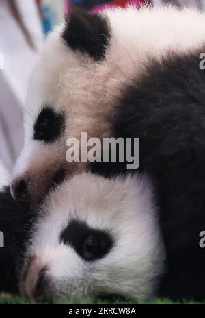 211119 -- BEAUVAL, 19 novembre 2021 -- i cuccioli gemelli dei panda sono visti durante la cerimonia di presentazione del loro nome cinese allo zoo di Beauval, nella Francia centrale, 18 novembre 2021. La medaglia d'oro olimpica cinese Zhang Jiaqi e la star del calcio francese Kylian Mbappe hanno rivelato giovedì i nomi dei cuccioli di panda giganti appena nati allo zoo di Beauval nella Francia centrale. Più di 120.000 netizen francesi hanno votato per scegliere Huan Lili e Yuan Dudu tra cinque coppie di nomi per i cuccioli gemelli, hanno detto i funzionari dello zoo, aggiungendo che i due nomi rappresentano l'amicizia tra Francia e Cina e il desiderio di un buon guaritore Foto Stock