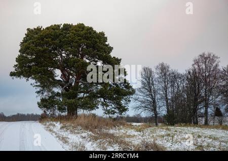 211123 -- CESIS LETTONIA, 23 novembre 2021 -- foto scattata il 23 novembre 2021 mostra il paesaggio invernale a Cesis, Lettonia. Foto di /Xinhua LETTONIA-CESIS-PAESAGGIO INVERNALE EdijsxPalens PUBLICATIONxNOTxINxCHN Foto Stock