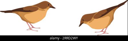 I passeri marroni sono seduti a terra. Uccelli della natura selvaggia isolati su sfondo bianco Illustrazione Vettoriale