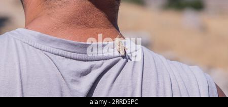 Grasshopper seduto sulla spalla di un uomo su una t-shirt grigia nelle calde giornate estive. Primo piano Foto Stock