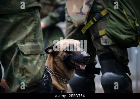 Salvador, Bahia, Brasile - 7 settembre 2023: Un cane dell'esercito è visto alla parata del giorno dell'indipendenza brasiliana nella città di Salvador, Bahia. Foto Stock