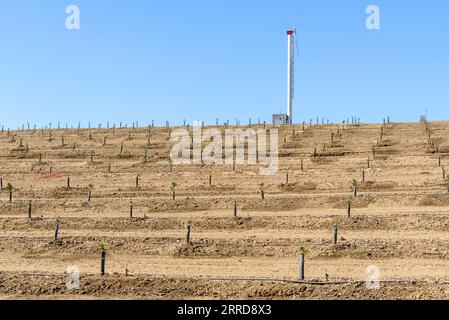 Giovani piante di agrumi in un campo terrazzato irrigato in una chiara giornata autunnale. Una pompa dell'acqua eolica è in background. Foto Stock