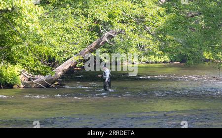 un unico pescatore sconosciuto che si trova in un ruscello che pesca con la mosca nelle grandi montagne affumicate Foto Stock