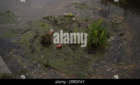 Fiume sporco, serbatoio, lago, bottiglie di plastica nell'acqua. Il concetto di inquinamento da parte dell'uomo, industria dei bacini, disastro ambientale, deat Foto Stock