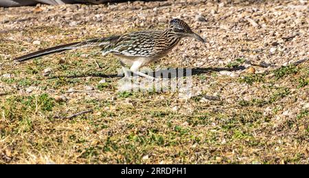 Roadrunner Hunts per Grub nel Rio grande Village Campground a Big Bend Foto Stock