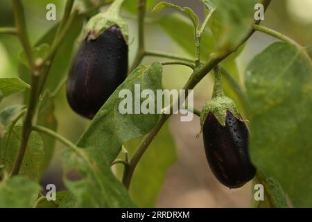 Due melanzane mature con gocce d'acqua che crescono all'aperto sul fusto Foto Stock