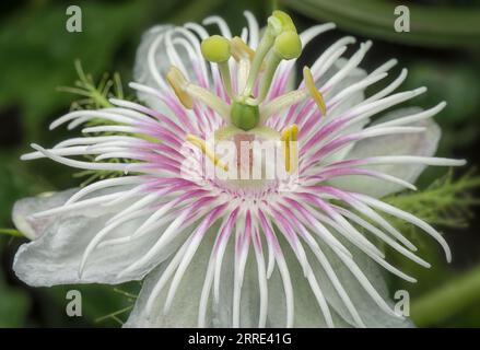 Passiflora foetida cespuglio passione pianta. Foto Stock