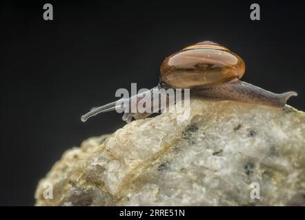 immagine ravvicinata della lumaca a conchiglia rotonda. Foto Stock