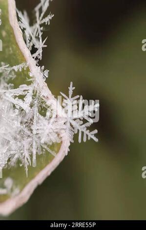 220128 -- PECHINO, 28 gennaio 2022 -- foto scattata con un cellulare mostra fiocchi di neve a Pechino, capitale della Cina, 20 gennaio 2022. Con una settimana di anticipo rispetto all'apertura dei Giochi Olimpici invernali del 2022, Pechino diventerà la prima città ad ospitare sia l'edizione estiva che quella invernale dei Giochi Olimpici. BeijingCandid CINA-PECHINO 2022-OLIMPIADI INVERNALI-ATMOSFERA CN HouxDongtao PUBLICATIONxNOTxINxCHN Foto Stock