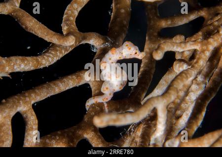 Denise's Pygmy Seahorse, Hippocampus denise, mimetizzato su Sea fan, Alcyonacea Order, Two Tree Island, Misool Island, Raja Ampat, West Papu Foto Stock