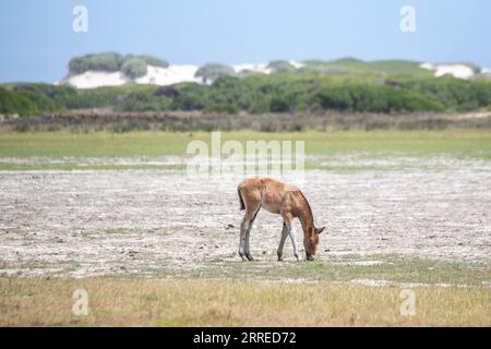 220219 -- ROOISAND NATURE RESERVE SOUTH AFRICA, 19 febbraio 2022 -- Un puledro selvatico è stato avvistato nella riserva naturale di Rooisand, Western Cape Province, Sud Africa, il 19 febbraio 2022. SUDAFRICA-RISERVA NATURALE ROOISAND-CAVALLI SELVATICI LYUXTIANRAN PUBLICATIONXNOTXINXCHN Foto Stock