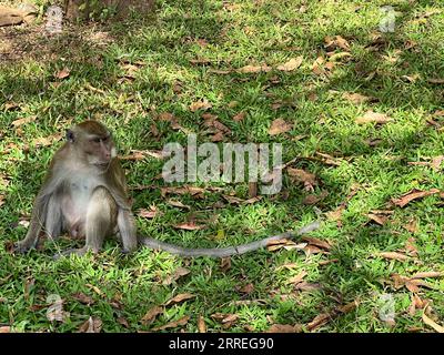 Amphoe Phanom, Thailandia. 4 febbraio 2023. Un macaco dalla coda lunga si trova nel 'Tempio delle scimmie' - Wat Sok Tham Phanthurat - nella provincia di Surat Thani in Thailandia. Chiunque viaggi a Singapore o in Thailandia li incontra ad ogni angolo: Macachi dalla coda lunga. Ma sono un parassita o la loro sopravvivenza è a rischio? Poiché le scimmie sono tanto richieste come animali da laboratorio, è scoppiata una disputa sulla questione. (Al dpa "dispute about Monkeys: Research Fears for supply of Laboratory Animals") crediti: Carola Frentzen/dpa/Alamy Live News Foto Stock